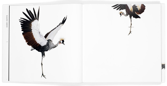 Andrew Zuckerman S Photo Book Bird