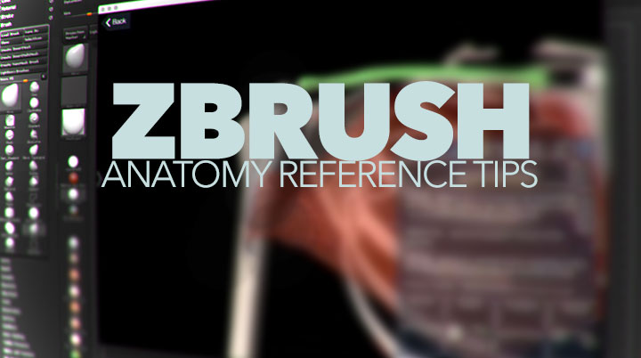 ZBRUSH anatomy reference tips
