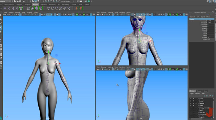 Joints & Skinning