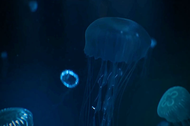 Procedurally Building a Bioluminescent Jellyfish in Cinema 4D