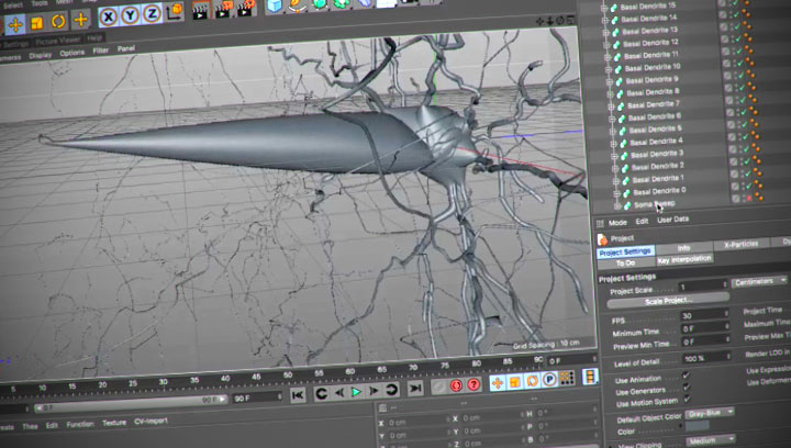 Working With the Free NeuronBuild Script for Cinema 4D