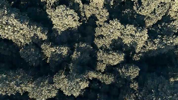 Build a 620 Million Polygon Forest in 10 Minutes With Maya