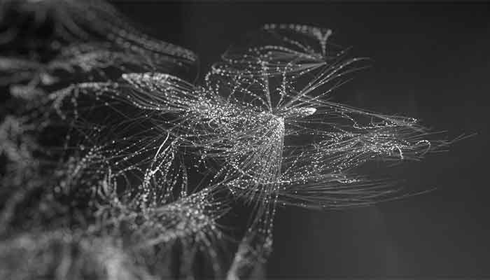 Push your creativity in Houdini With Niels Prayer