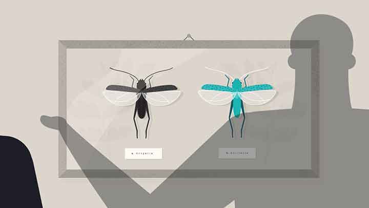 NPR Invisibilia - The Locust Mystery