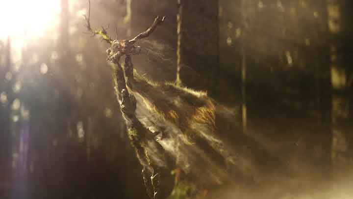 Stag